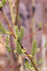 Pussy willow