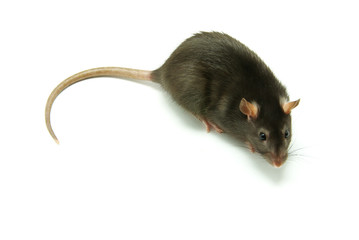 rat
