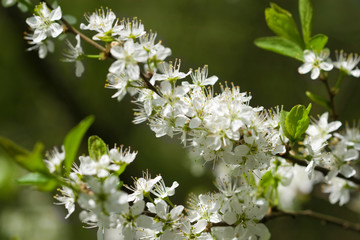 Obraz na płótnie Canvas white spring flowers