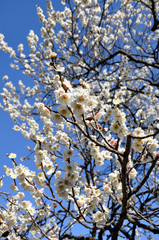 Plum blossom in japan