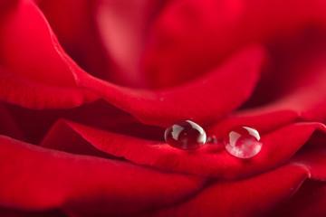 beautiful red rose with water droplets (shallow focus)