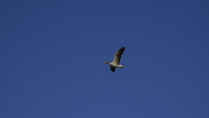 Fliegende Gans