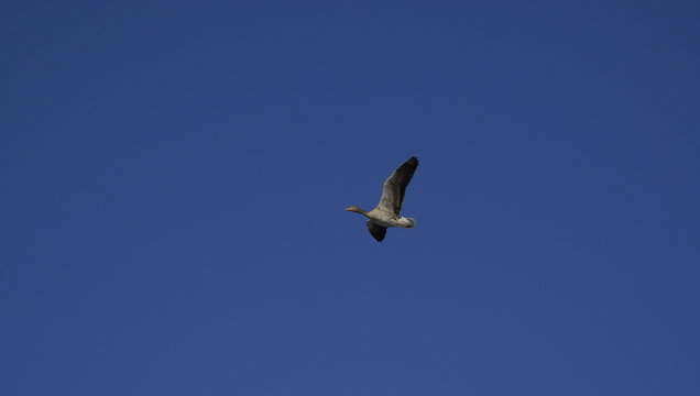 Fliegende Gans
