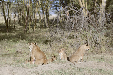 Lionesses with cubs