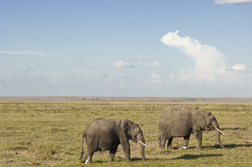 elephants  in savannah