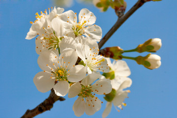Blooming flowers of apple tree