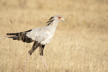 Secretary bird