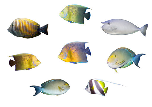 Selection of tropical coral fishes isolated