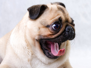 pug