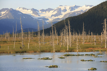 Landschaft in der Nähe von Portage, Alaska - USA