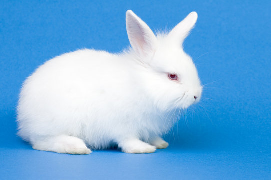 White baby rabbit