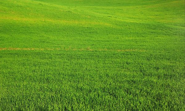 A sown green field.