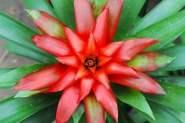 magnifica flower © xiaoliangge