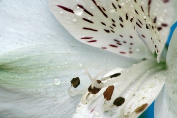Lilie als Makro © ChaotiC_PhotographY