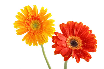 autumn flowers
