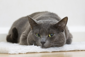 gray cat