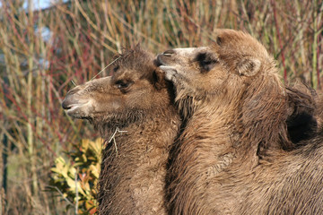 camels having a little talk