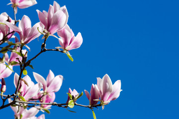 Pink Magnolia Flowers