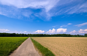 Fototapeta na wymiar rural scenery with road