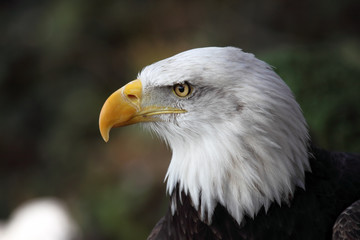 Obraz premium bald eagle