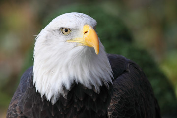 Obraz premium bald eagle