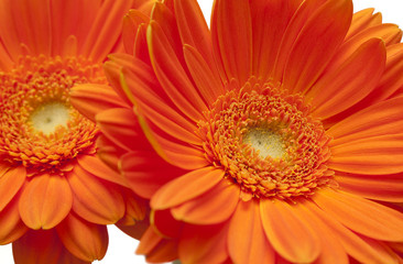 Gerbera