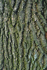 old decayed wood