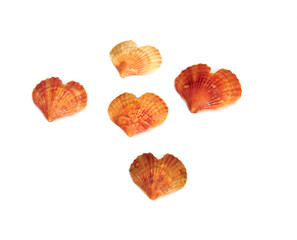 seashells heart shapes