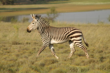 Fototapeta premium Mountain Zebra