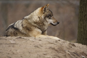 Wolf (Canis lupus)