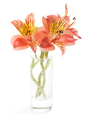 flowers on white