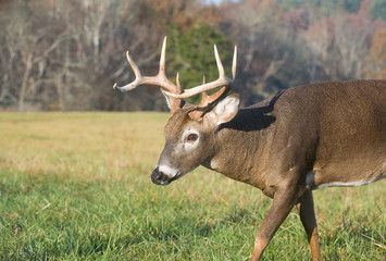 whitetail deer in a field