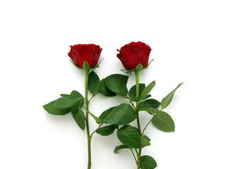 Obraz premium Red roses