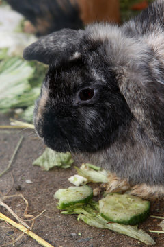 Kaninchen