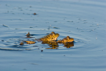 Rana ridibunda, Marsh Frog