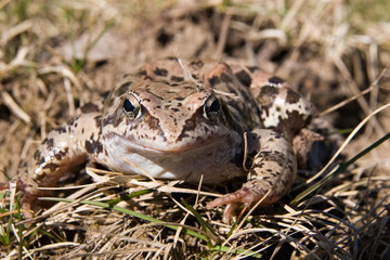 Rana arvalis, Moor Frog