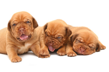A three puppies of breed Mastiff.