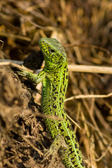 Sand Lizard, Lacerta agilis