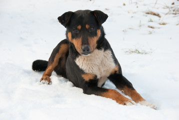Fototapeta na wymiar Dog lies on a snow
