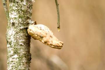 Mushrooms