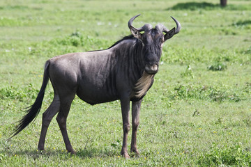 Wildebeest in Serengeti