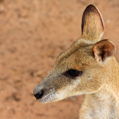 Wallaby Portrait
