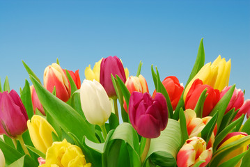 Tulpen 040