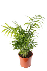 green plant