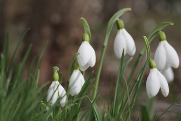 Snowdrops