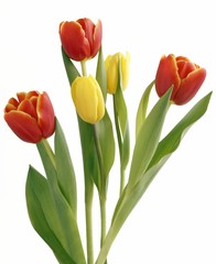 Naklejka premium spring posy of red and yellow tulips
