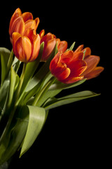 bouquet of red tulips on black background