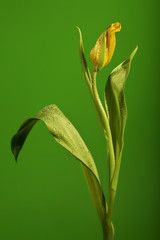 wet yellow tulip on green background