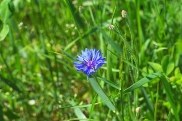 Cornflower