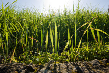 blades of grass in green meadow